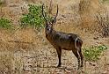 197 Ongava game reserve, little ongava, waterbok mannetje